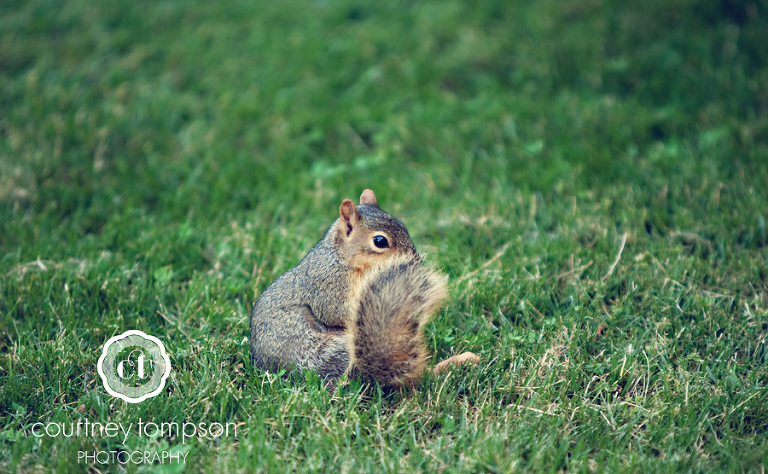 Courtney Tompson Photography