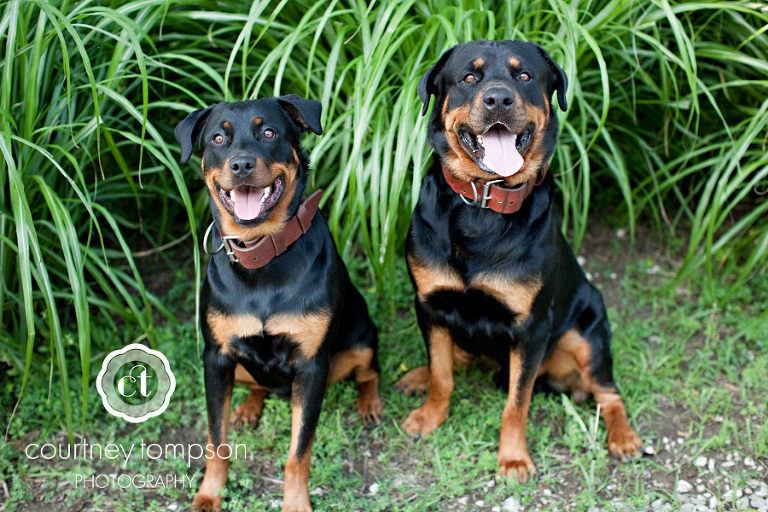 Courtney Tompson Photography