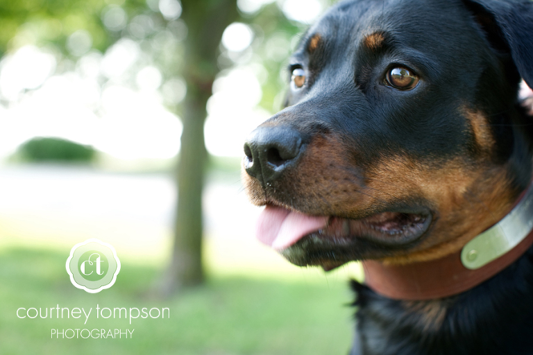 Courtney Tompson Photography