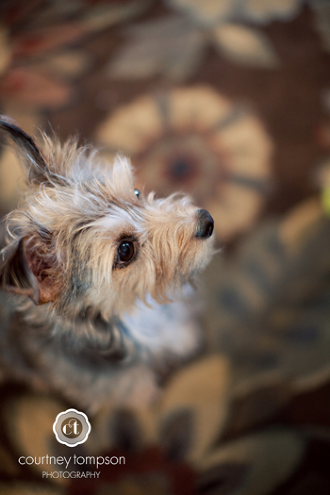 courtney tompson photography