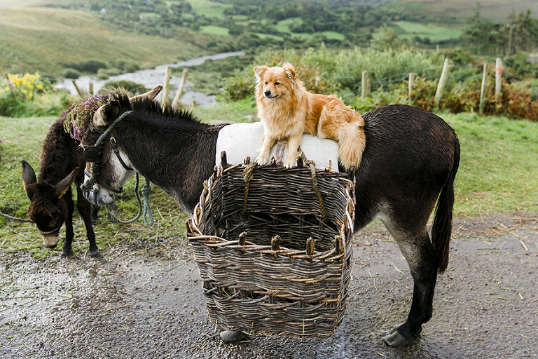 Killarney-national-park-and-the-ring-of-kerry-travel-ladies-view-sheep-hearding-by-courtney-tompson-photography-solo-back-packing-adventure-ireland-emerald-isle-pubs-atlantic-ocean