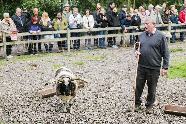 Killarney-national-park-and-the-ring-of-kerry-travel-ladies-view-sheep-hearding-by-courtney-tompson-photography-solo-back-packing-adventure-ireland-emerald-isle-pubs-atlantic-ocean