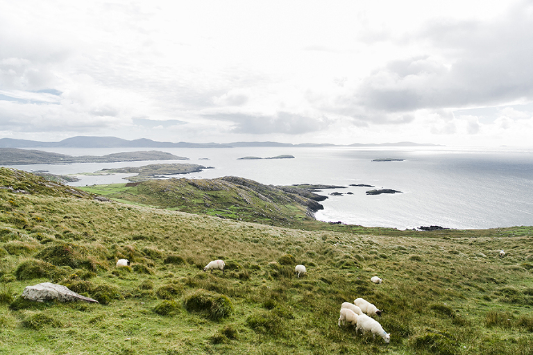 Killarney-national-park-and-the-ring-of-kerry-travel-ladies-view-sheep-hearding-by-courtney-tompson-photography-solo-back-packing-adventure-ireland-emerald-isle-pubs-atlantic-ocean