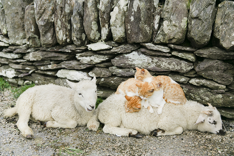 Killarney-national-park-and-the-ring-of-kerry-travel-ladies-view-sheep-hearding-by-courtney-tompson-photography-solo-back-packing-adventure-ireland-emerald-isle-pubs-atlantic-ocean
