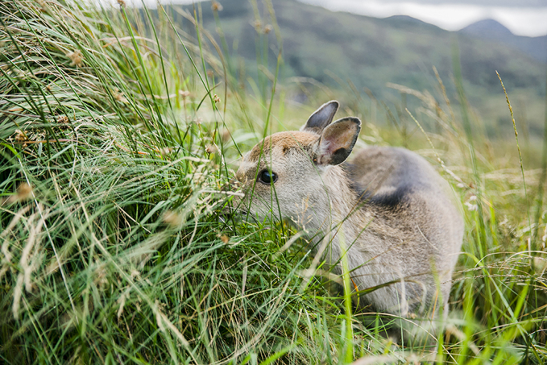 Killarney-national-park-and-the-ring-of-kerry-travel-ladies-view-sheep-hearding-by-courtney-tompson-photography-solo-back-packing-adventure-ireland-emerald-isle-pubs-atlantic-ocean