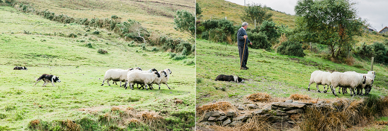 Killarney-national-park-and-the-ring-of-kerry-travel-ladies-view-sheep-hearding-by-courtney-tompson-photography-solo-back-packing-adventure-ireland-emerald-isle-pubs-atlantic-ocean