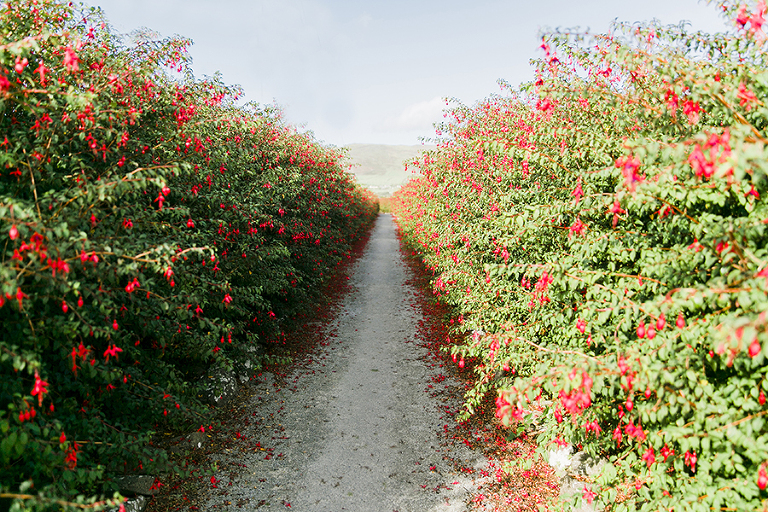 Dingle-Ireland-lea-Head-Drive-travel-photography-by-courtney-tompson-photography-columbia-MO-photographer-emerald-isle-green-atlantic-ocean-fish-n-chips