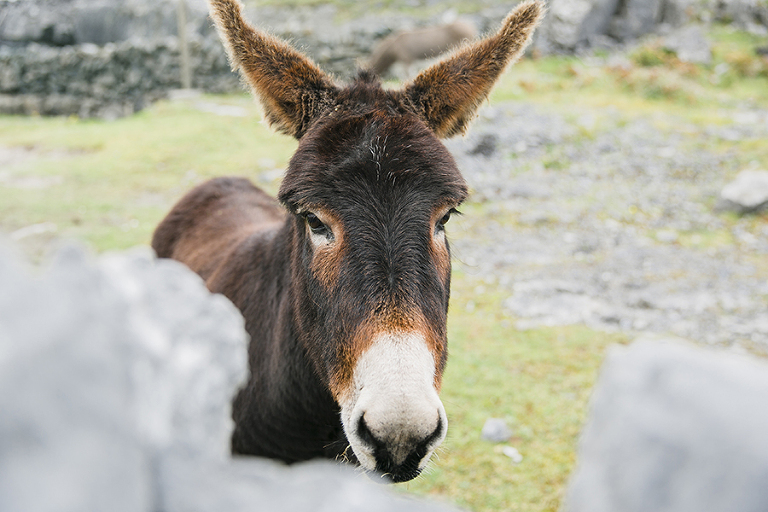 Aran-Islandm-Inisheer-and-cliffs-of-moher-galway-ireland-travel-photography-by-courtney-tompson-solo-backpacking-adventure