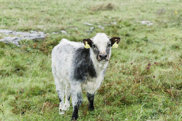 Aran-Islandm-Inisheer-and-cliffs-of-moher-galway-ireland-travel-photography-by-courtney-tompson-solo-backpacking-adventure
