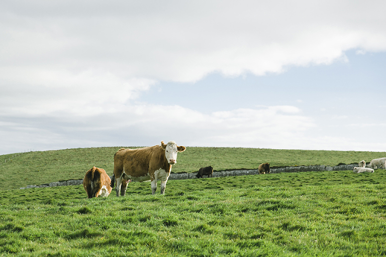 Aran-Islandm-Inisheer-and-cliffs-of-moher-galway-ireland-travel-photography-by-courtney-tompson-solo-backpacking-adventure