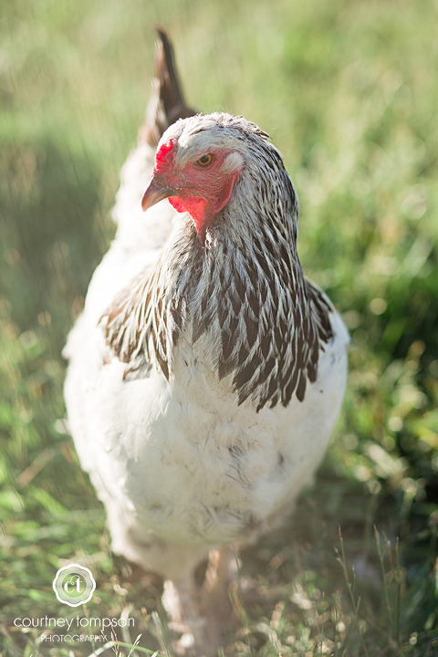 Casey-and-Andrew-Wedding-at-Bluebell-Farms-Fayette-Missouri-by-Courtney-Tompson-Photography