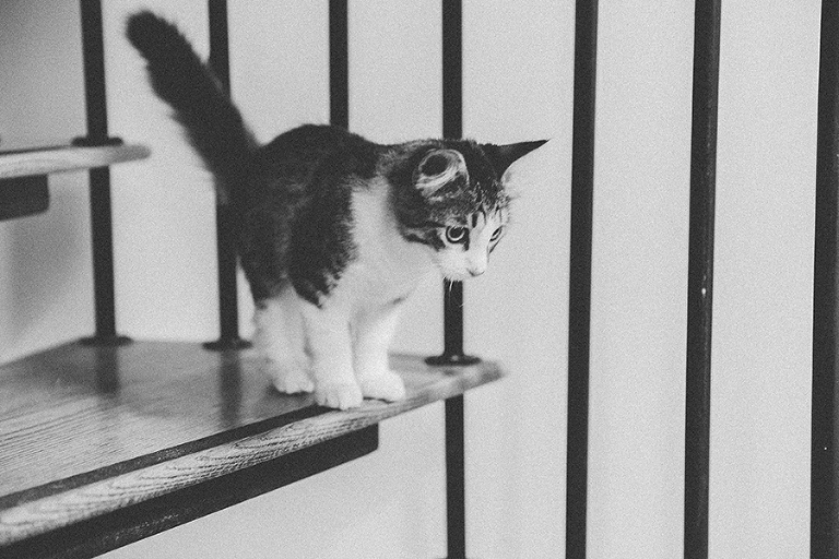 telluride-and-colorado-spring-colorado-by-courtney-tompson-photography-travel-photos