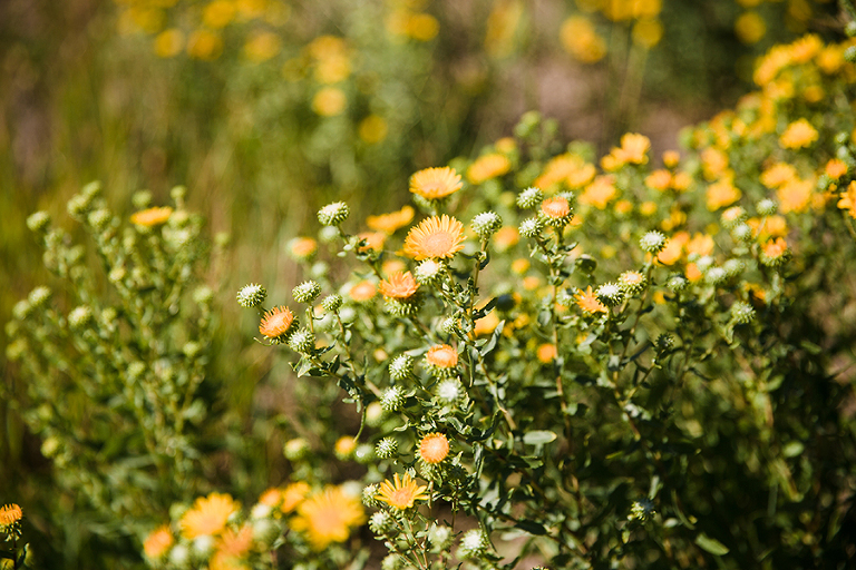 telluride-and-colorado-spring-colorado-by-courtney-tompson-photography-travel-photos