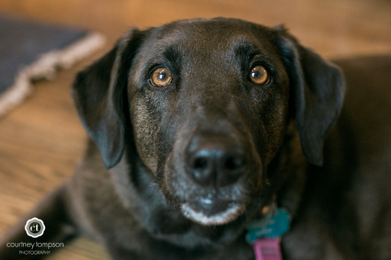 Midwest-Wedding-Photography-at-blue-bell-farm-by-Courtney-Tompson-Photography