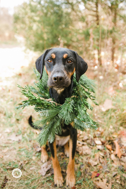 Puppy-lifestyle-session