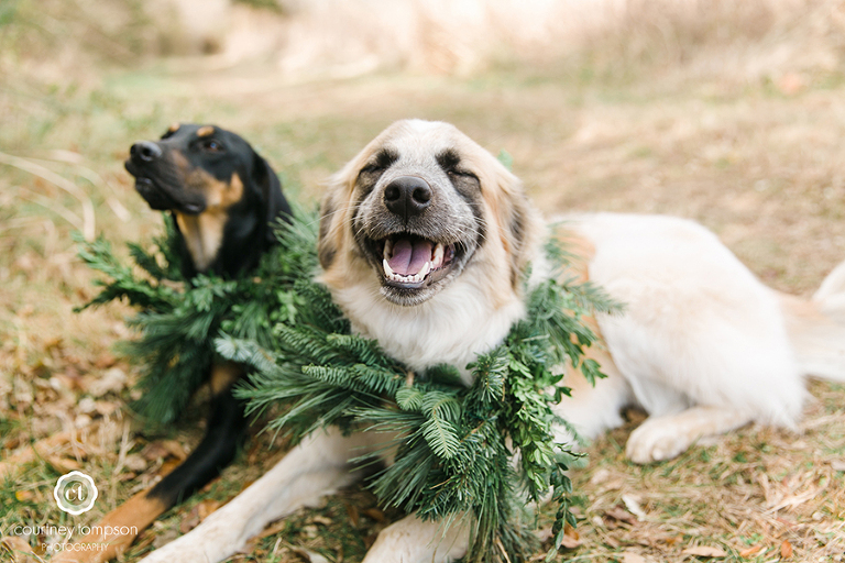 Puppy-lifestyle-session