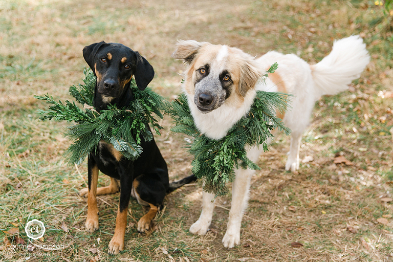 Puppy-lifestyle-session