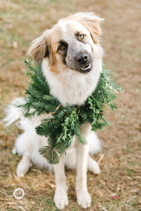 Puppy-lifestyle-session