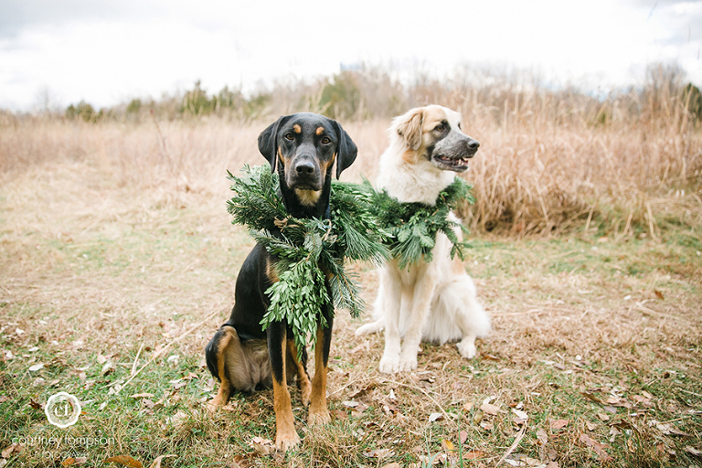 Puppy-lifestyle-session